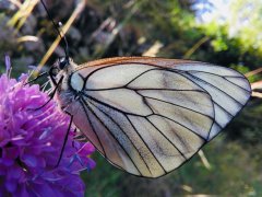 papallona blanca de l'arç.jpg